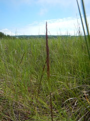 Calamagrostis inexpansa
