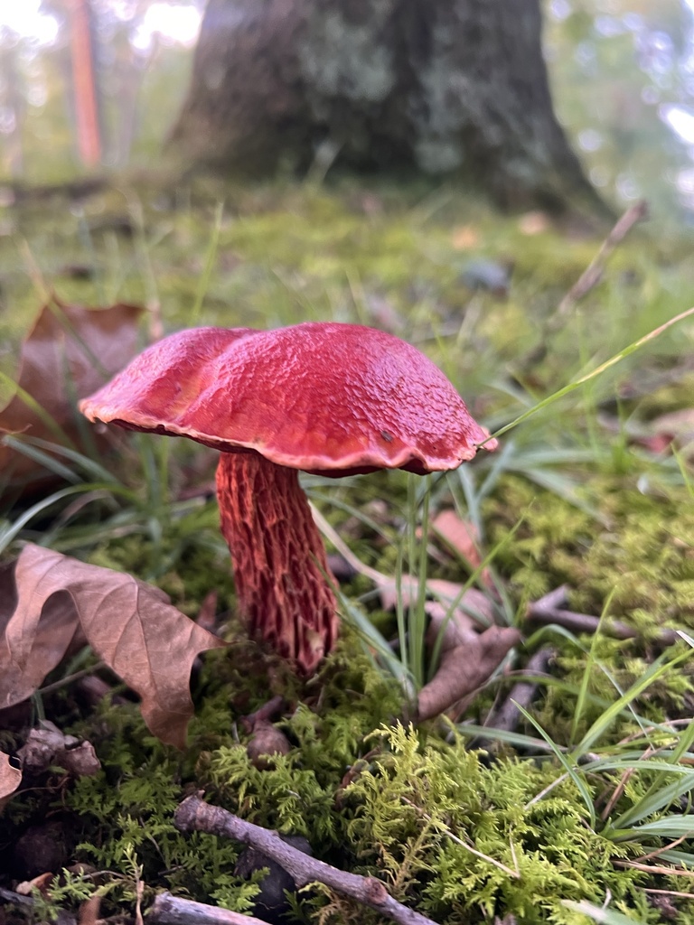 Frost's Bolete · August 2026 · photo: Photo: (c) Jenn E., some rights reserved (CC BY) · iNaturalist