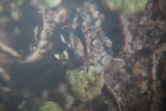 Mannia triandra