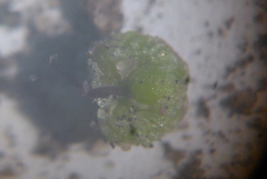 Mannia triandra