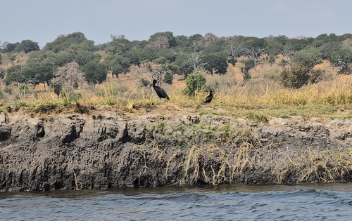 iNaturalist image