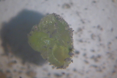Mannia triandra