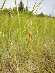 Carex paleacea