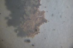 Mannia triandra