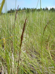 Calamagrostis inexpansa