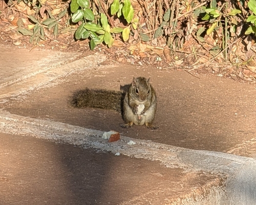 Ochre Bush Squirrel