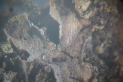 Mannia triandra