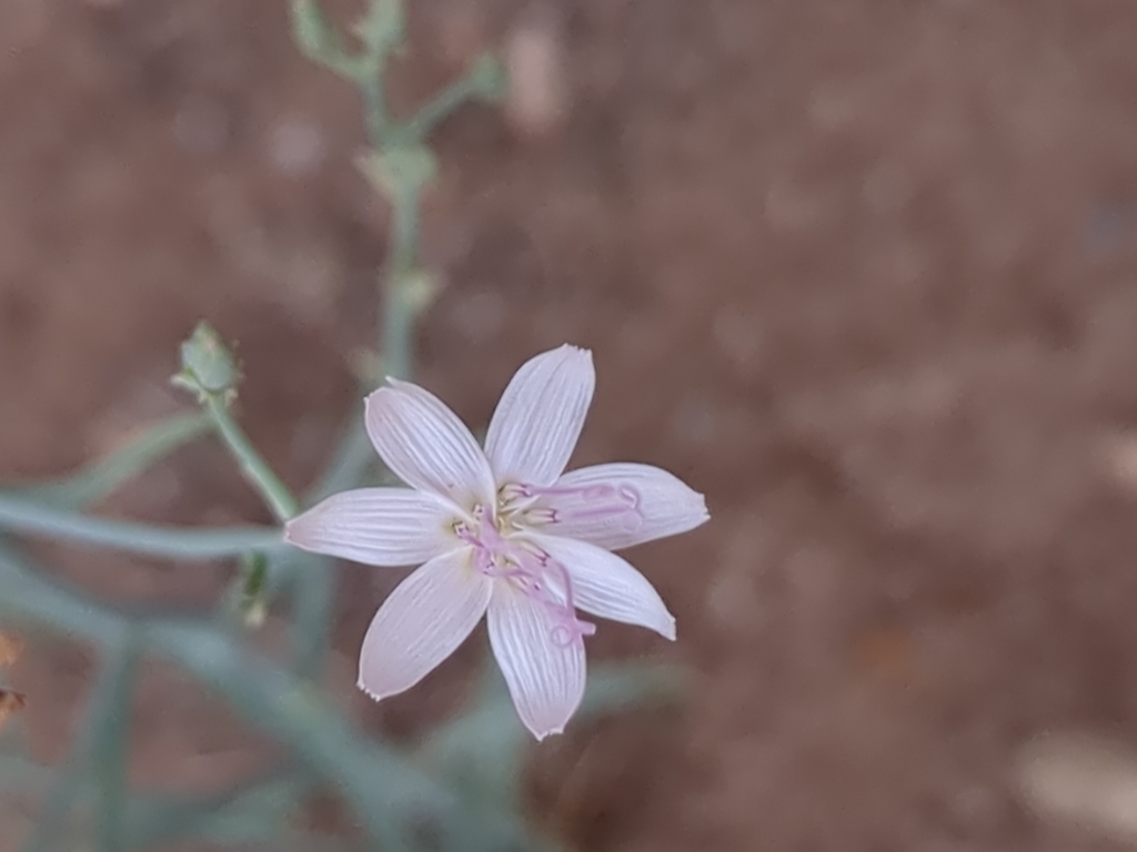 Stephanomeria pauciflora; photograph author not stated, no rights reserved