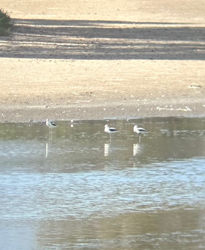 iNaturalist observation photo of American Avocet