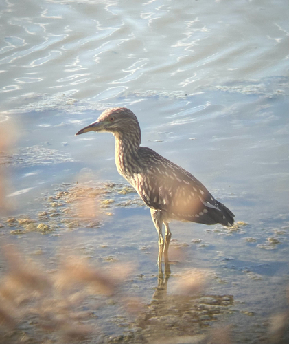 iNaturalist observation photo of Black-crowned Night Heron