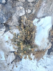 Pallenis maritima, photograph (c) Carolyn Koehn, some rights reserved (CC BY)