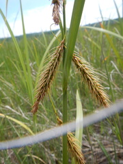 Carex paleacea