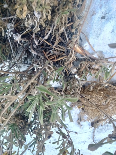 Pallenis maritima, photograph 4