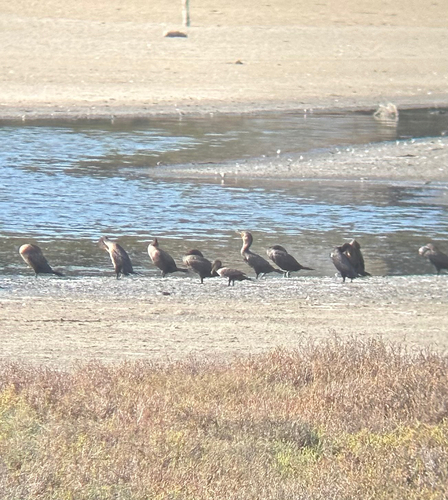 iNaturalist observation photo of Neotropic Cormorant