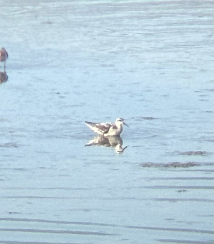 iNaturalist observation photo of Red-necked Phalarope