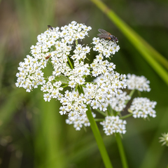 Ligusticum porteri