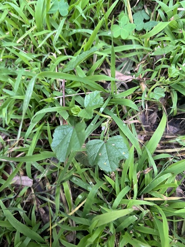 Malva nicaeensis, photograph 6