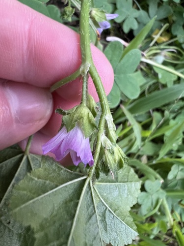 Malva nicaeensis, photograph 5