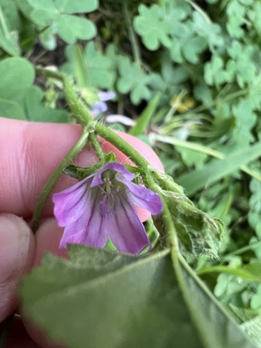 Malva nicaeensis, photograph 4