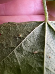 Malva nicaeensis, photograph (c) Jared Shorma, some rights reserved (CC BY)