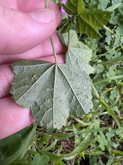 Malva nicaeensis, photograph (c) Jared Shorma, some rights reserved (CC BY)