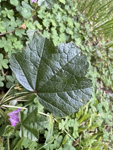 Malva nicaeensis