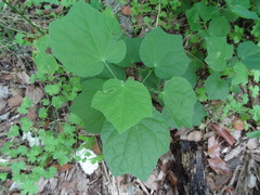 Malvaviscus arboreus drummondii