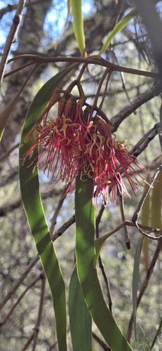 drooping mistletoe