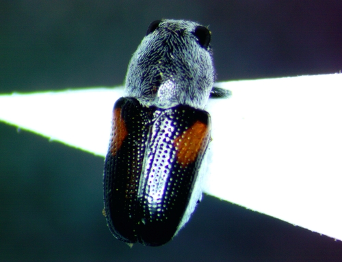 Coleorozena pilatei