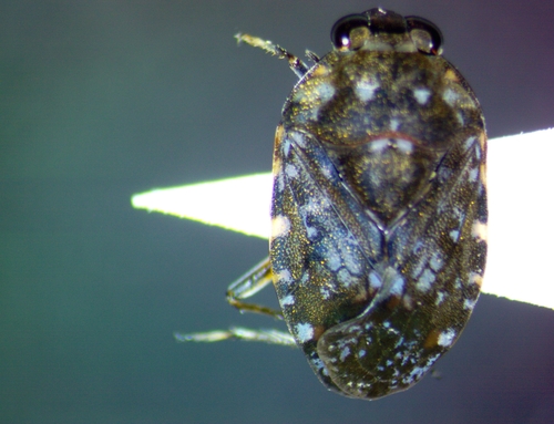 Ochterus perbosci