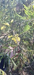 Acacia filicifolia, photograph (c) SatNavSaysStraightOn, some rights reserved (CC BY)