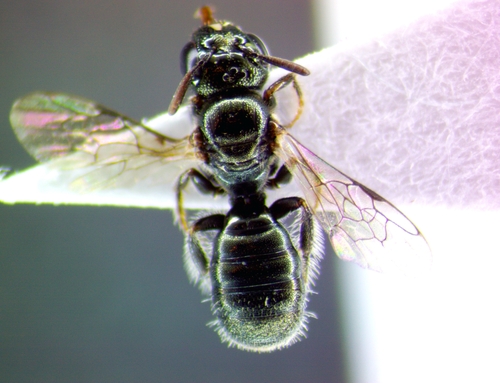 Ceratina texana
