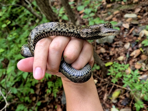 Steppe Ratsnake