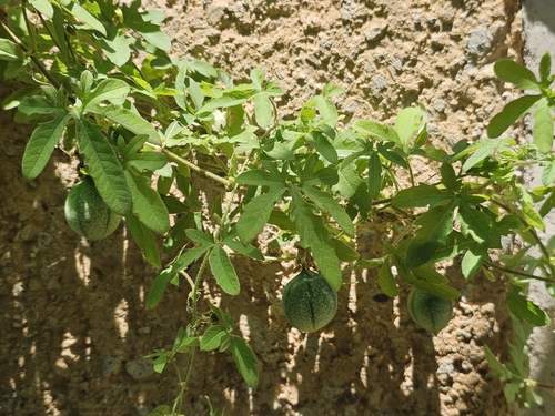 Passiflora bryonioides, photograph 1