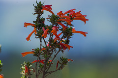 Clinopodium tomentosum