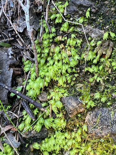 Fissidens asplenioides observed 2026-08-21