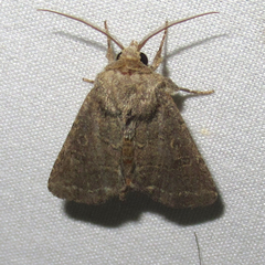 Protorthodes texicana