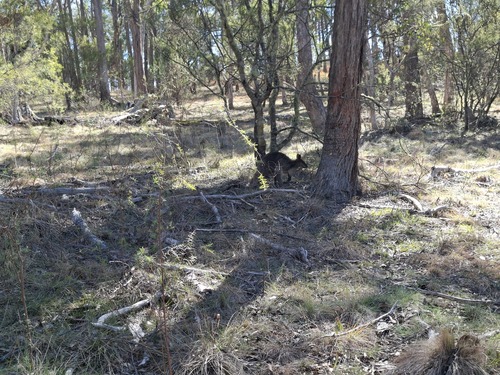 Swamp Wallaby
