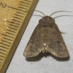 Protorthodes texicana
