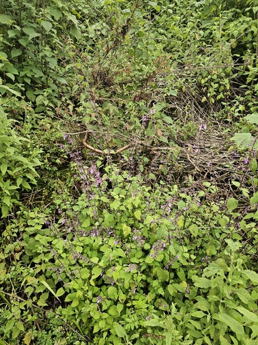 Salvia carnea, photograph 5