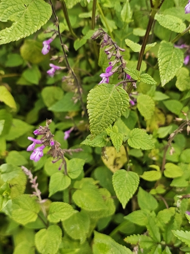 Salvia carnea, photograph 6