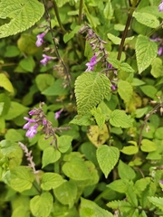 Salvia carnea, photograph (c) Erick Vélez Sánchez, some rights reserved (CC BY)