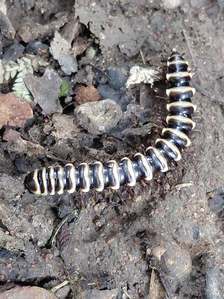 Streptogonopus degerboelae