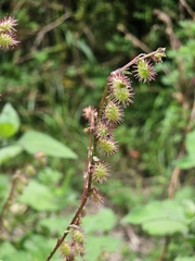 Acaena elongata