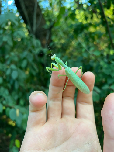 Transcaucasian Giant Mantis