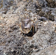 Trichopepla grossa