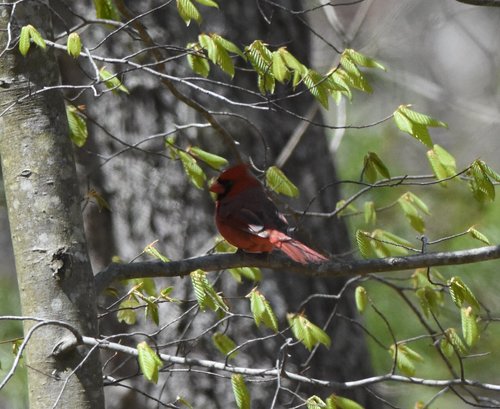 Northern Cardinal photographed in West Virginia