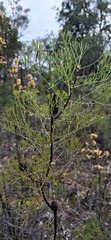 Petrophile pulchella