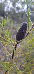 Petrophile pulchella, photograph (c) SatNavSaysStraightOn, some rights reserved (CC BY)