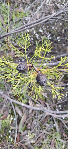 Petrophile pulchella, photograph 3